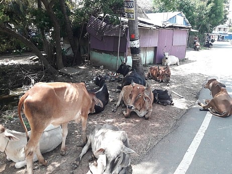 கால்நடைகளும் விபத்துகளும்