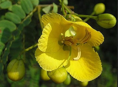 சுகம் தரும் சித்த மருத்துவம்: இரத்த சர்க்கரை அளவைக் குறைத்து ஆயுளைக் கூட்டும் ‘மேகாரி’..?