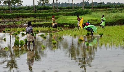 திருச்சி மாவட்டத்தில் 17,813 ஹெக்டேரில் நெல் சாகுபடி!
