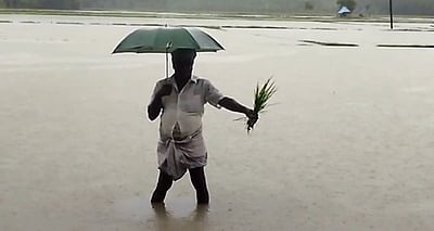 சீா்காழி பகுதியில் 2-ஆவது நாளாக கனமழை: நீரில் மூழ்கிய 20 ஆயிரம் ஏக்கா் நெற்பயிா்கள்