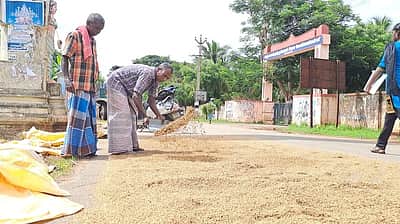 கனமழையால் முளைத்த நெல்மணிகள்