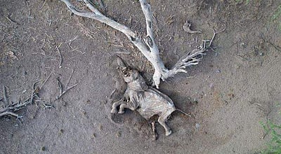 கென்யாவில் 40 ஆண்டுகளில் இல்லாத வறட்சி: 205 யானைகள் பலியானதாக தகவல்