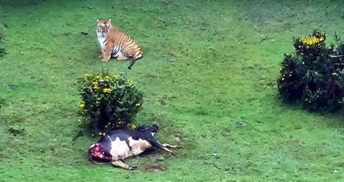 உதகையை மிரட்டும் புலிகள்: நடமாட்டத்தைக் கண்காணிக்க கேமராக்கள்