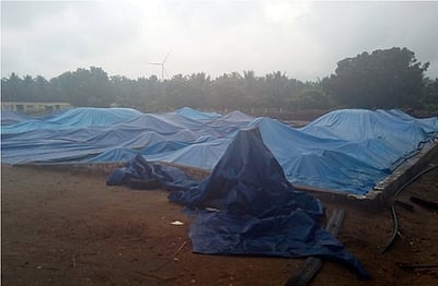 காங்கயம் பகுதியில் தொடா் மழையால் தேங்காய் உலா்களங்களில் பணிகள் பாதிப்பு