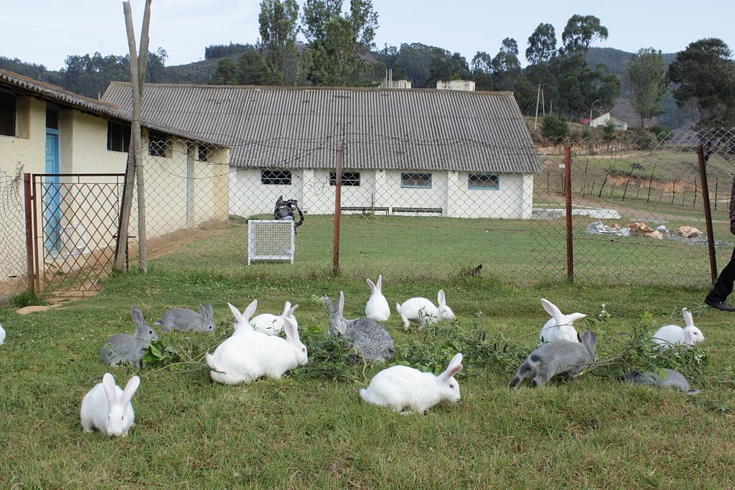 மன்னவனூரில் மத்திய முயல் ஆராய்ச்சி நிலையம் அமைக்கப்படுமா?