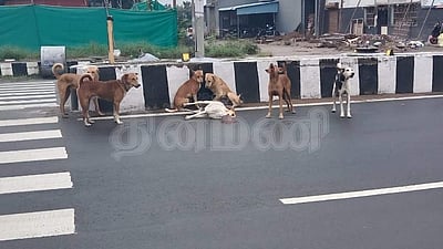 நாய்ப் பாசம்! விபத்தில் சிக்கிய நண்பனை காப்பாற்ற போராடிய நாய்கள்