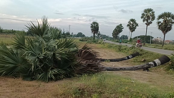 பனைமரங்களை வெட்ட அனுமதி பெற வேண்டும்