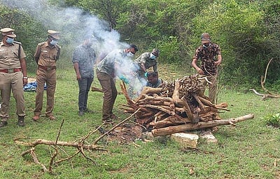 களக்காடு வனப்பகுதியில் விடப்பட்ட கரடி இறந்தது
