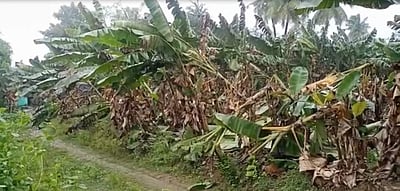 சிங்கிரி கோவில் அருகே 500க்கும் மேற்பட்ட வாழை மரங்கள் சேதம்