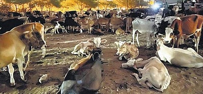 இறைச்சி ஏற்றுமதியை தடை செய்யும் இலங்கை, காரணம் இதுதானா?