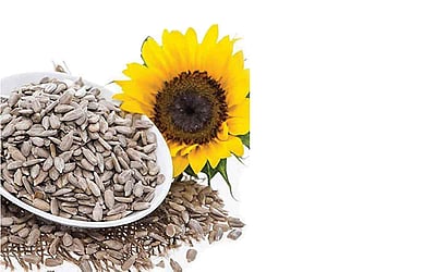 மருத்துவக் குணம் கொண்ட விதைகள்..!