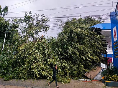 மாண்டஸ் புயலினால் விழுந்த 644.60 மெ.டன் மரக்கழிவுகள் அகற்றம்