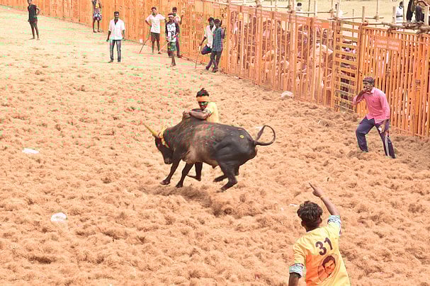 இவைதான் என் குழந்தைகள்: காளைகளுடன் ஜல்லிக்கட்டுக்குத் தயாராகும் திருநங்கை 