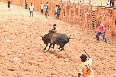 இவைதான் என் குழந்தைகள்: காளைகளுடன் ஜல்லிக்கட்டுக்குத் தயாராகும் திருநங்கை 