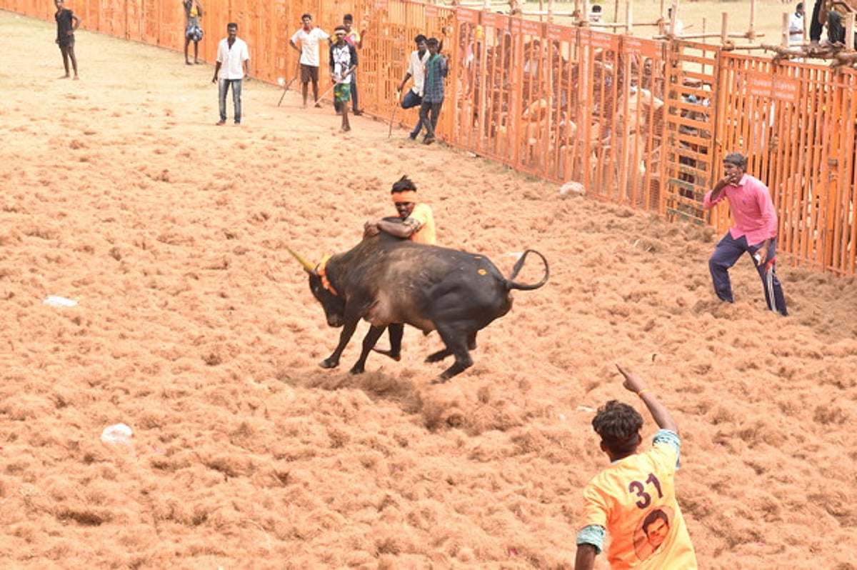 இவைதான் என் குழந்தைகள்: காளைகளுடன் ஜல்லிக்கட்டுக்குத் தயாராகும் திருநங்கை