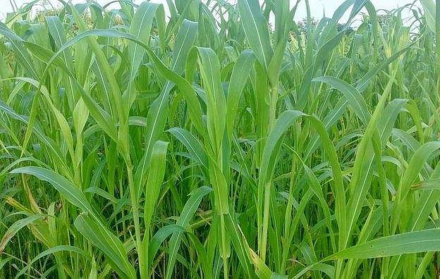 மலைப் பகுதிகளில் சிறுதானியப் பயிா் சாகுபடி மீட்டெடுக்கப்படுமா?