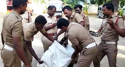 சேலம் எருமாபாளையம் விவசாய தோட்டத்தில் 12 அடி நீளம் மலைப்பாம்பு!