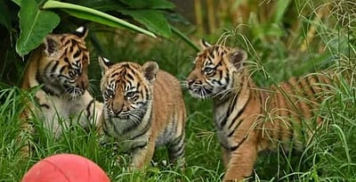 மகாராஷ்டிரம்: ஷிவ்னி வனப்பகுதியில் இறந்த நிலையில் நான்கு புலிக் குட்டிகள்