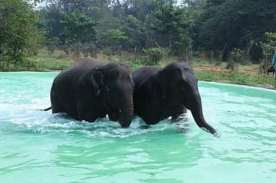 வண்டலூர் பூங்கா யானைகள் இருப்பிடத்தில் புதிய வசதிகள்