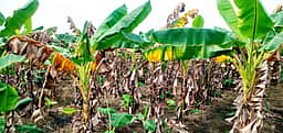 சூப்பா் எல்நினோ: நெல், வாழை பயிா்களுக்கு காப்பீடு அவசியம்!