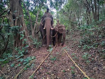 2 பெண்களைக் கொன்ற மக்னா யானை பாதுகாப்பாக வனத்தில் விடுவிக்கப்பட்டது!