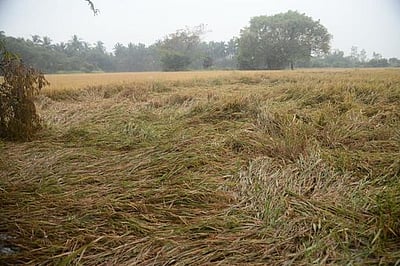 தஞ்சாவூா் மாவட்டத்தில் பரவலாக மழைநெல் அறுவடை பாதிப்பு