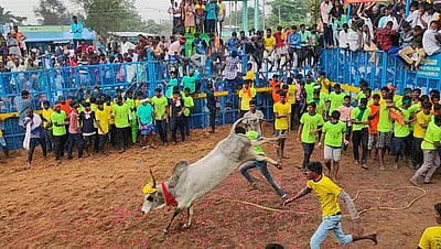 திருநல்லூரில் ஜல்லிக்கட்டுப் போட்டி: மாடு முட்டியதில் பாா்வையாளா் பலி; 50 போ் காயம்