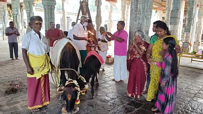 சீர்காழி சட்டைநாதர் கோயிலில் கோபூஜை வழிபாடு