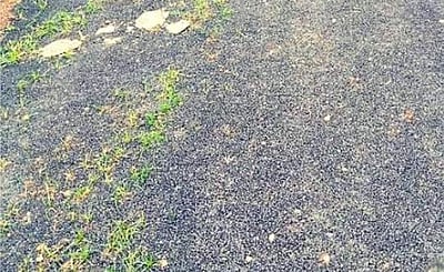 புதிதாகப் போட்ட தார்ச் சாலையில் புல் முளைக்குமா? 