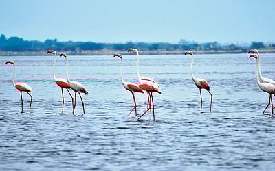 பறவைகள் சூழ் உலகம்!