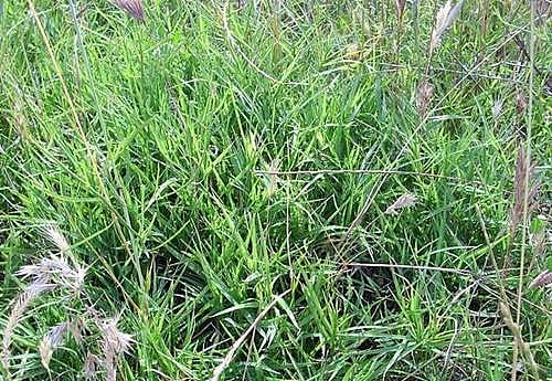 சுகம் தரும் சித்த மருத்துவம்: தோல் ஒவ்வாமையை போக்கும் ‘கணபதிபத்ரம்’