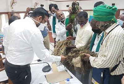 கனமழையால் சேதமான உளுந்து, பயறுக்கு உரிய நிவாரணம் வழங்க வேண்டும்