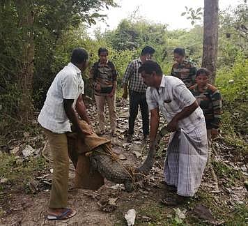 கிராமத்துக்குள் புகுந்த முதலை பிடிபட்டது