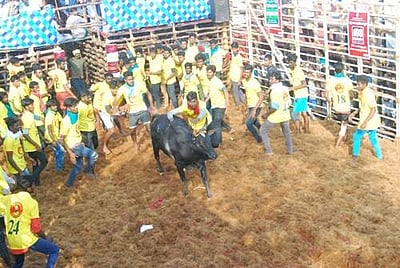தஞ்சாவூர் அருகே நாஞ்சிக்கோட்டையில் ஜல்லிக்கட்டு