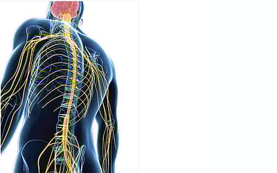 நரம்பு மண்டலம் வியப்பான விஷயங்கள்