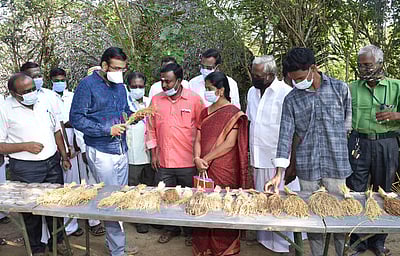 பாரம்பரிய நெல் ரக சாகுபடி: ஆட்சியா் ஆய்வு