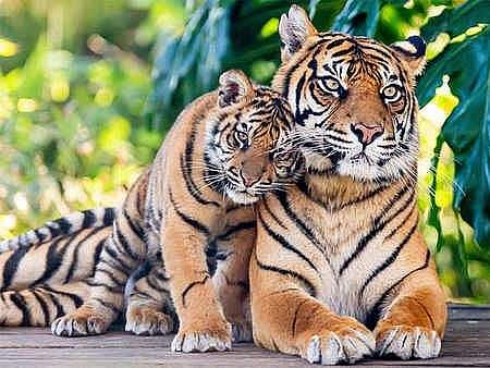 சாதனை புலிகள் காப்பகத்தின் சவால்கள்