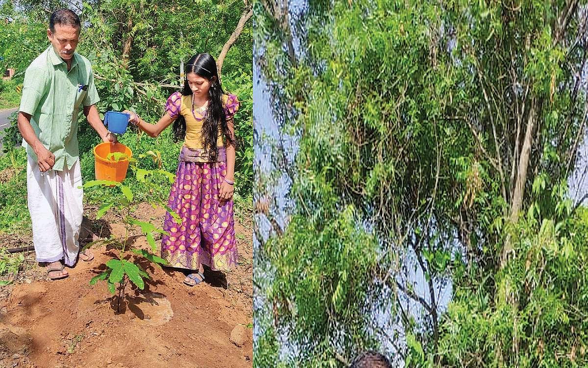 மரம் ஒரு வரம்