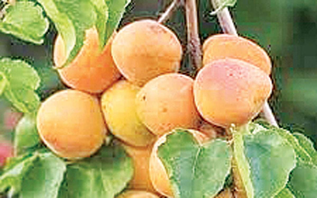 மரங்களின் வரங்கள்!: பொலிவைத் தருவேன்- பாதமி மரம்