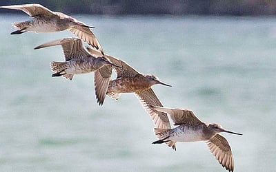 கிளர்ந்தெழுங்கள் தோழர்களே! - 35: வானளாவிய இணைய தளம்!