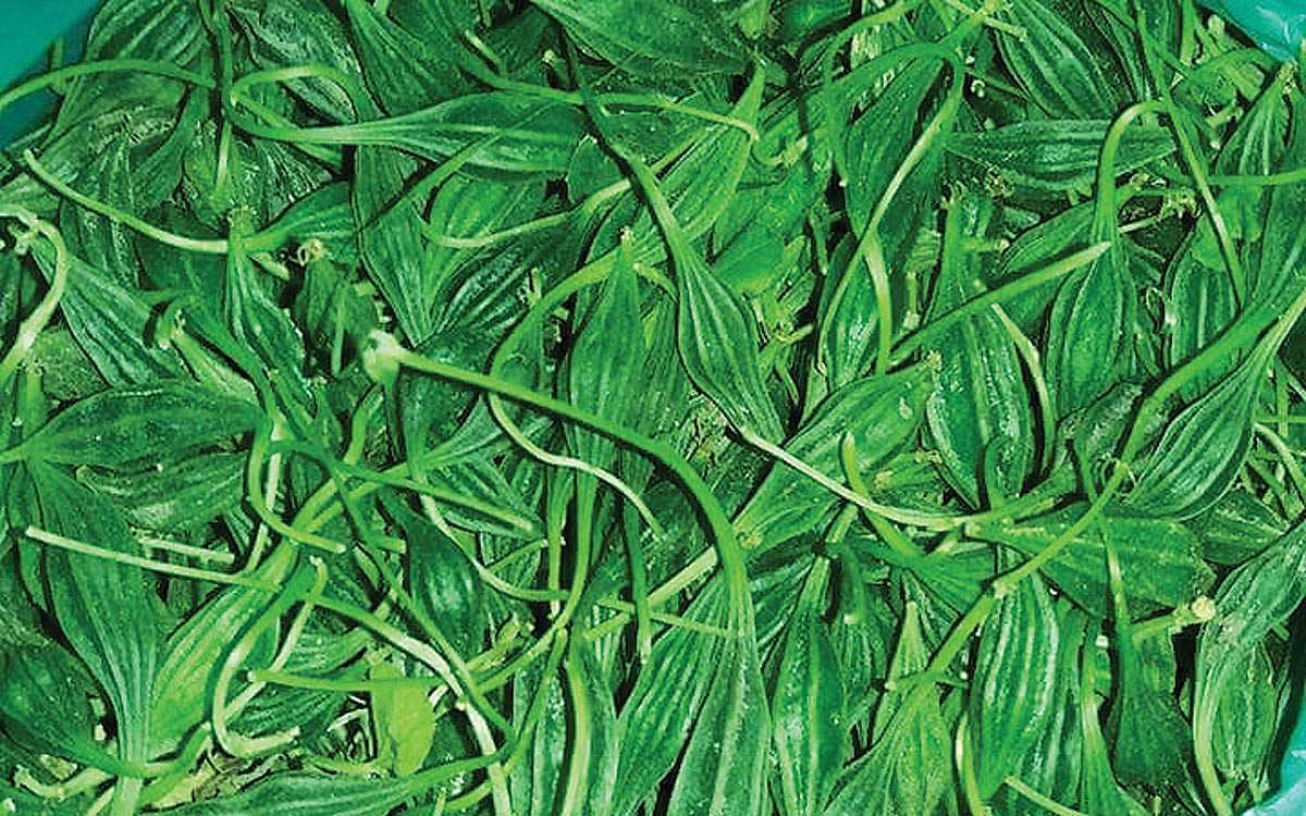 அதலைக்காயின் மருத்துவ குணங்கள்!