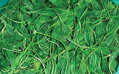 அதலைக்காயின் மருத்துவ குணங்கள்!