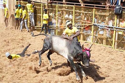 கொசவப்பட்டி ஜல்லிக்கட்டு:மாடுபிடி வீரா்கள் உள்பட 40 போ் காயம்