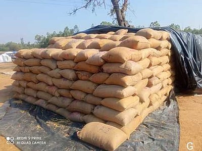 பஞ்சாபில் 85.41 லட்சம் மெட்ரிக் டன் நெல் கொள்முதல்: 4 லட்சம் விவசாயிகள் பலன்