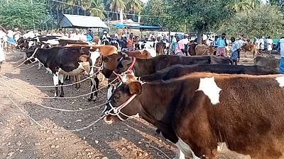 புன்செய்புளியம்பட்டி கால்நடைச் சந்தையில் மாடுகள் ரூ. 1 கோடிக்கு விற்பனை