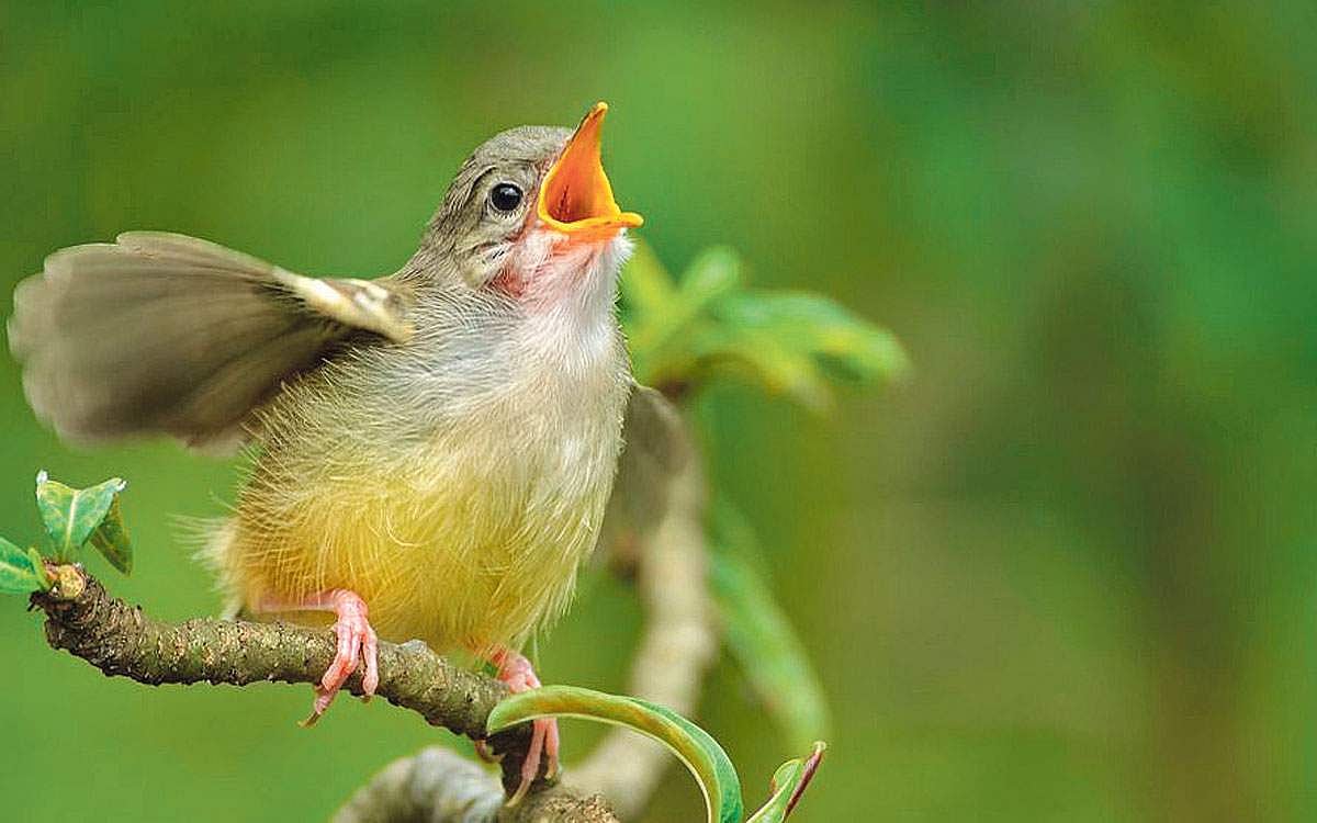 இயற்கையான உலகம்... அழைத்துச் செல்லும் செயலி!