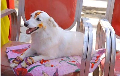 வளர்ப்பு நாய்க்கு வளைகாப்பு: உறவினர்களுக்கு விருந்து!