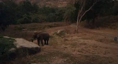 'திரும்ப வந்துட்டேன்னு சொல்லு' என ரஜினி பாணியில் மீண்டும் வந்த ஒற்றை காட்டு யானை