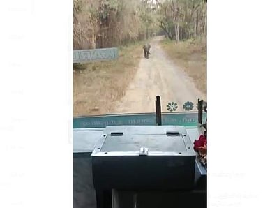 சிறுவாணி சாலையில் சென்ற அரசுப் பேருந்தை வழிமறித்த குட்டியானை (விடியோ)