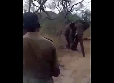 பொள்ளாச்சி நவ மலையில் வனத்துறை ஊழியர்களை விரட்டிய காட்டு யானை